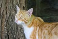 Yellow Cat Walk on plank outdoor, side view, nature green background
