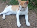 A yellow cat was dreaming while sitting on the ground Royalty Free Stock Photo