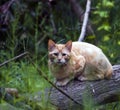 Yellow Cat in Woods Royalty Free Stock Photo