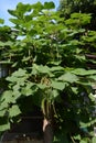 Yellow catalpa Royalty Free Stock Photo