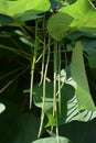 Yellow catalpa Royalty Free Stock Photo