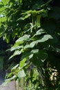 Yellow catalpa Royalty Free Stock Photo