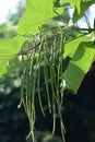 Yellow catalpa Royalty Free Stock Photo