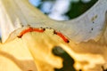 Yellow caterpillar on a branch Royalty Free Stock Photo