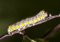 Yellow caterpillar climbing Royalty Free Stock Photo
