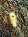 A yellow caterpillar crawls up a tree trunk