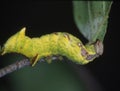 Yellow caterpillar eats on leaf Royalty Free Stock Photo