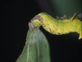 Yellow caterpillar eats on leaf Royalty Free Stock Photo
