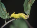 Yellow caterpillar eats on leaf Royalty Free Stock Photo