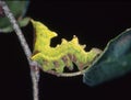 yellow caterpillar eats Royalty Free Stock Photo