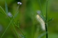 Yellow caterpillar