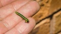 Yellow caterpillar inch worm creature.