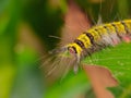 A yellow Caterpillar on leaf