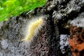 yellow caterpillar perched on a rock