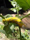 The yellow caterpillar Royalty Free Stock Photo