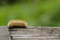 Yellow caterpillar