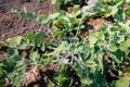 Yellow caterpillars with black dots eating the leaves of rutaba Royalty Free Stock Photo