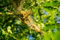 Yellow Caterpillars In Cocoon On Tree Royalty Free Stock Photo