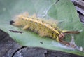 Yellow caterpillars have body hair on their head like a hat