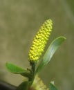 Yellow catkin of willow. Macro