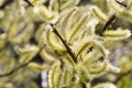 Yellow catkins on a sunny spring day