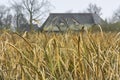 Yellow cattail leaves in front of a farm in autumn