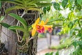 Yellow cattleya