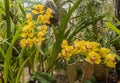 Yellow Cattleya among the leaves of a fern Royalty Free Stock Photo