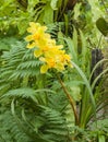 Yellow Cattleya among the leaves of a fern Royalty Free Stock Photo