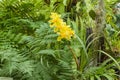 Yellow Cattleya among the leaves of a fern Royalty Free Stock Photo