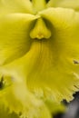 Yellow Cattleya Orchid Detail Royalty Free Stock Photo