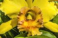 Yellow Cattleya Orchid Flower Honolulu Hawaii