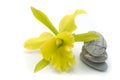 Yellow cattleya orchid flower and zen rocks isolated on a white background Royalty Free Stock Photo