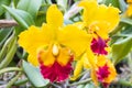 Yellow cattleya orchid