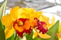 Yellow Cattleya orchids.Sunlight in the morning makes you feel refreshed.