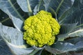 Yellow cauliflower agriculture at farm