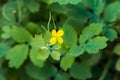 Yellow celandine flower on a background of green foliage. Ethnoscience. Top view