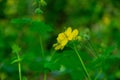 Yellow celandine flower in a forest glade with a bokeh effect. Spring landscape.