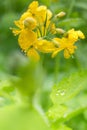 Yellow celandine plant after rain with water drops on flower leaf