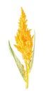 Yellow Celosia argentea Royalty Free Stock Photo