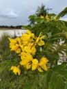 yellow cempaka flower Royalty Free Stock Photo
