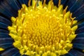 Yellow center of gatsania flower, super macro Royalty Free Stock Photo