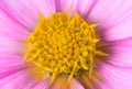 Yellow center of pink beautiful dahlia flower showing fibonacci pattern