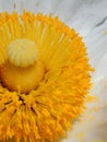 Yellow Center of a White Flower