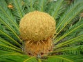 Flower of King Sago Palm plant