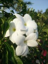 The yellow centred white flowers.