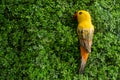 Yellow Ceramic Bird Singing on a Tree Royalty Free Stock Photo