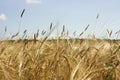 Yellow cereal field