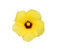 Yellow chaba colorful flowers  blooming isolated on white background , clipping path top view Royalty Free Stock Photo