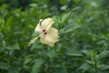 Yellow chaba flower Royalty Free Stock Photo
